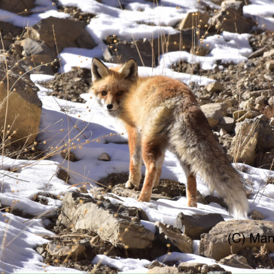 Red Fox